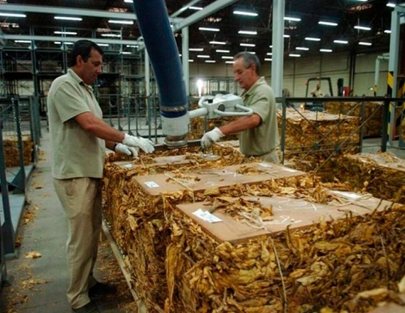 La multinacional Alliance One cerró su planta de acopio у despidió a 115 trabajadores